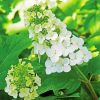 White Hydrangea Flowers Paint By Numbers