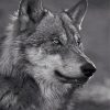 Wolf In Black And White Paint By Numbers