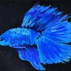 Abstract Blue Betta Fish Paint By Numbers