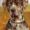 Aesthetic Catahoula Paint By Numbers