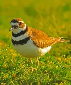 Aesthetic Killdeer Paint By Number