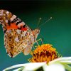 Painted Lady Butterfly Eating Paint By Number