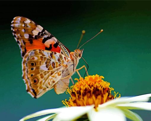 Painted Lady Butterfly Eating Paint By Number