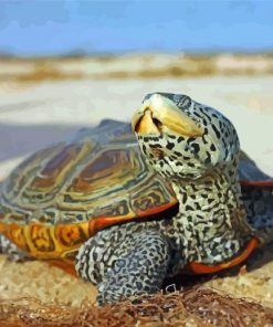 Aesthetic Terrapin Turtle Paint By Number