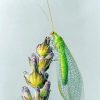 Aesthetic Lacewing Insect Art Paint By Numbers