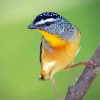 Aesthetic Pardalote Illustration Paint By Numbers