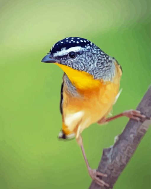 Aesthetic Pardalote Illustration Paint By Numbers