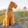 Airedale Sitting Paint By Number