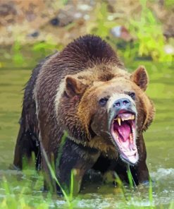 Angry Bear In Water Paint By Number