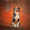 Autumn Black Tri Australian Shepherd Paint By Numbers