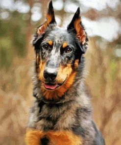 Beauceron Dog Paint By Numbers