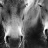 Black And White Exmoor Ponies Paint By Numbers