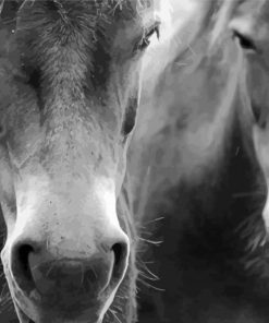 Black And White Exmoor Ponies Paint By Numbers