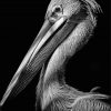 Black And White Pelican Paint By Number