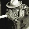 Black And White Pug With A Cigar Paint By Number