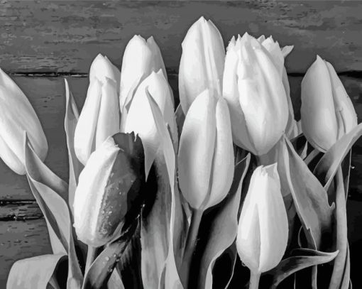 Black And White Tulip Paint By Numbers