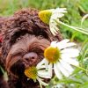 Brown Puppy And Plant Paint By Number