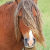 Brown Sable Island Horse Paint By Numbers