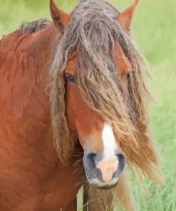 Brown Sable Island Horse Paint By Numbers