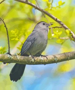 Catbird On A Branch Paint By Numbers