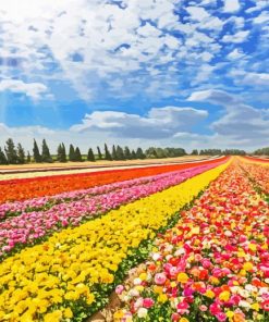 Colorful Buttercup Fields Paint By Numbers