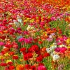 Colorful Flowers In Field Paint By Numbers