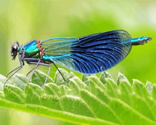 Cool Damsel Fly Paint By Numbers