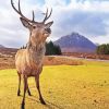 Cute Highland Stag Animal Paint By Number