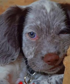 Cute Little Sprocker Paint By Numbers