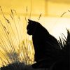 Cute Lonely Cat Silhouette Paint By Number