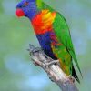 Cute Lory Bird Paint By Number