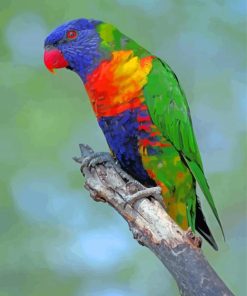 Cute Lory Bird Paint By Number