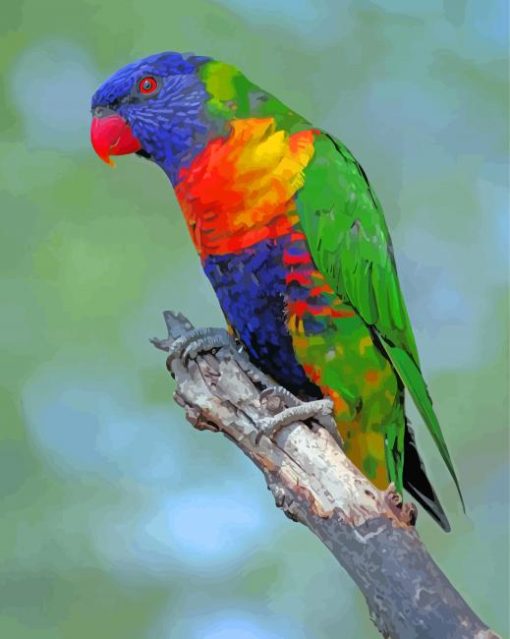 Cute Lory Bird Paint By Number