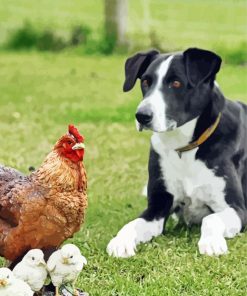 Dog With Chickens Paint By Numbers