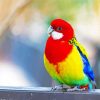 Eastern Rosella Paint By Number