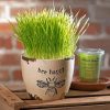 Green Wheatgrass In Pot Paint By Number