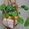 Green Hanging Plants Paint By Number