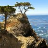 Monterey Trees Landscape Paint By Number