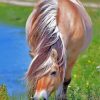 Norwegian Fjord Horse Eating Paint By Number