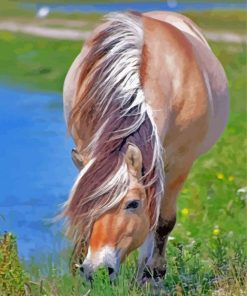 Norwegian Fjord Horse Eating Paint By Number