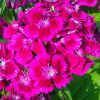 Pink Sweet William Flowers Paint By Numbers