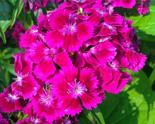 Pink Sweet William Flowers Paint By Numbers