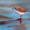 Piping Plover Art Paint By Numbers