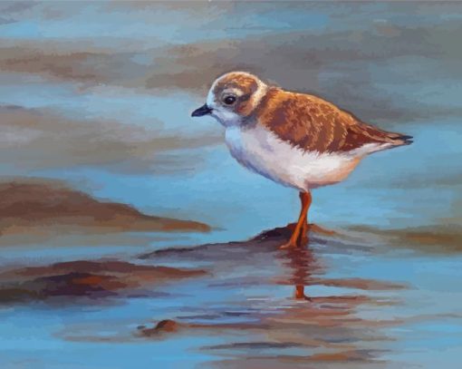 Piping Plover Art Paint By Numbers