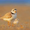 Piping Plover Birds Paint By Numbers