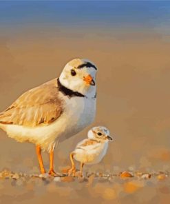 Piping Plover Birds Paint By Numbers