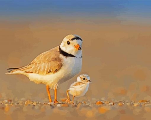 Piping Plover Birds Paint By Numbers