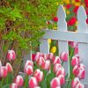 Tulips By White Picket Fence Paint By Number