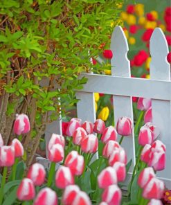 Tulips By White Picket Fence Paint By Number