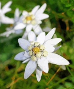 White Edelweiss Paint By Number